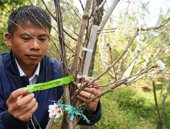 ダラット:ソメイヨシノの栽培に成功、開花時期も日本と同じ